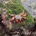 crab_lightfoot_sally_san_h_0093_ecu2290.jpg